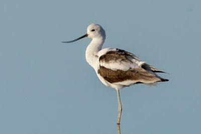 American Avocet