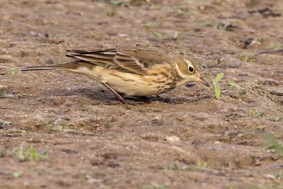 American Pipit