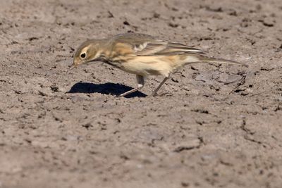 American Pipit