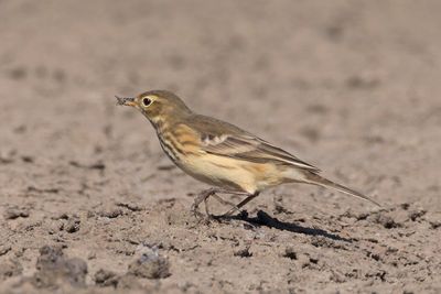 American Pipit