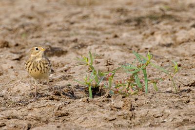 American Pipit