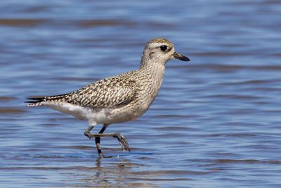 Black-bellied Plover
