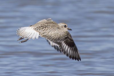 Black-bellied Plover