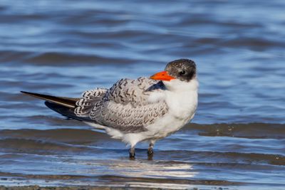 Caspian Tern