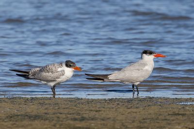 Caspian Tern