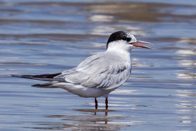 Common Tern