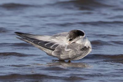 Common Tern
