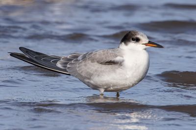 Common Tern