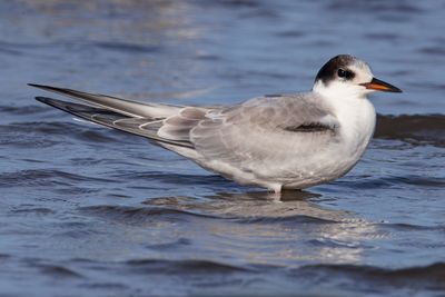 Common Tern