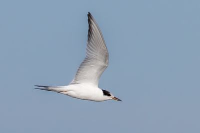 Common Tern