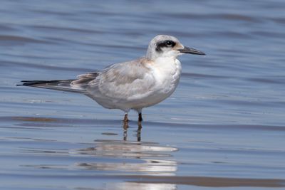 Forster's Tern