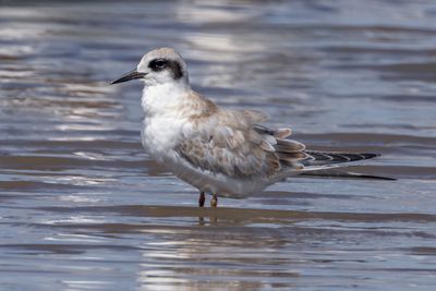 Forster's tern