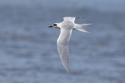 Forster's tern