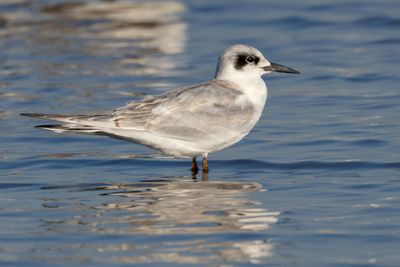 Forster's tern