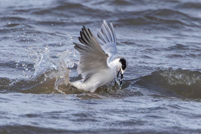 Forster's Tern