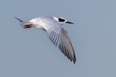 Forster's Tern
