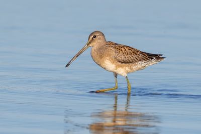 Long-billed Dowitcher