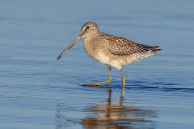 Long-billed Dowitcher