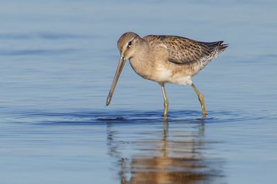 Long-billed Dowticher