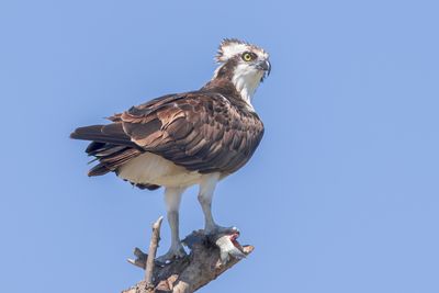Osprey