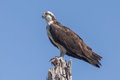 Osprey