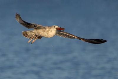Ring-billed Gull