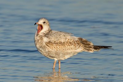 Ring-billed Gull