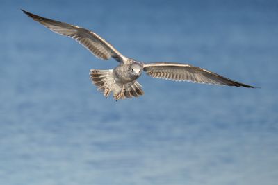 Ring-billed Gull