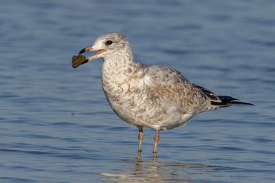 Ring-billed Gull