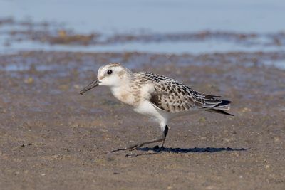 Sanderling