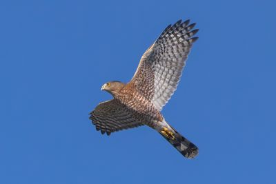 Cooper's Hawk