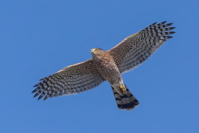 Cooper's Hawk