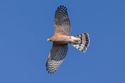 Cooper's Hawk