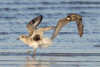 American Golden-Plover & Black-bellied Plover