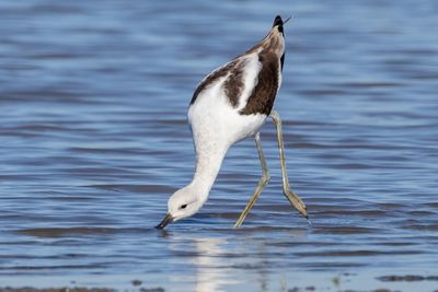 American Avocet
