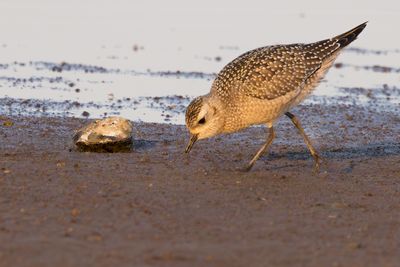 American Golden-Plover