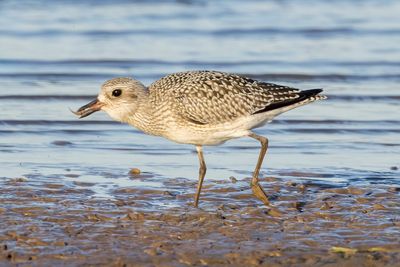 Black-bellied Plover