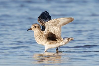 Black-bellied Plover