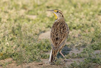 Eastern Meadowlark
