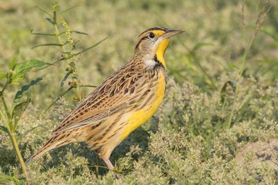 Eastern Meadowlark
