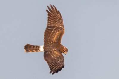 Northern Harrier