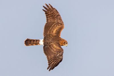 Northern Harrier