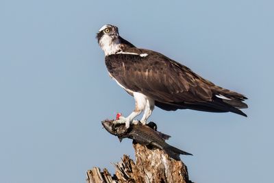 Osprey