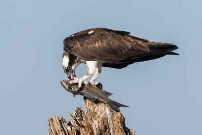 Osprey