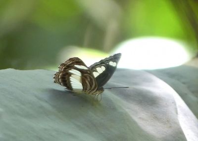 Gombe Stream National Park 5/23/24