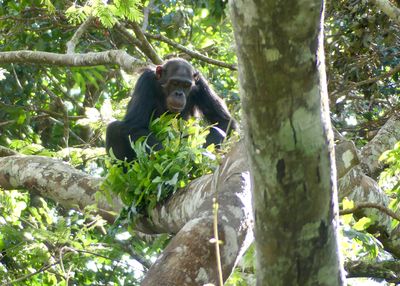 Chimpanzee_P1010832.jpg