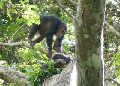 Chimp_P1010835.jpg