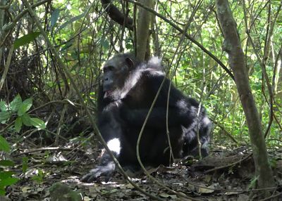 Chimpanzee_P1010843.jpg