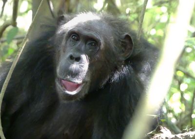 Chimpanzee_P1010852.jpg