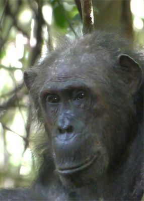 Chimpanzee_P1010872Rev.jpg